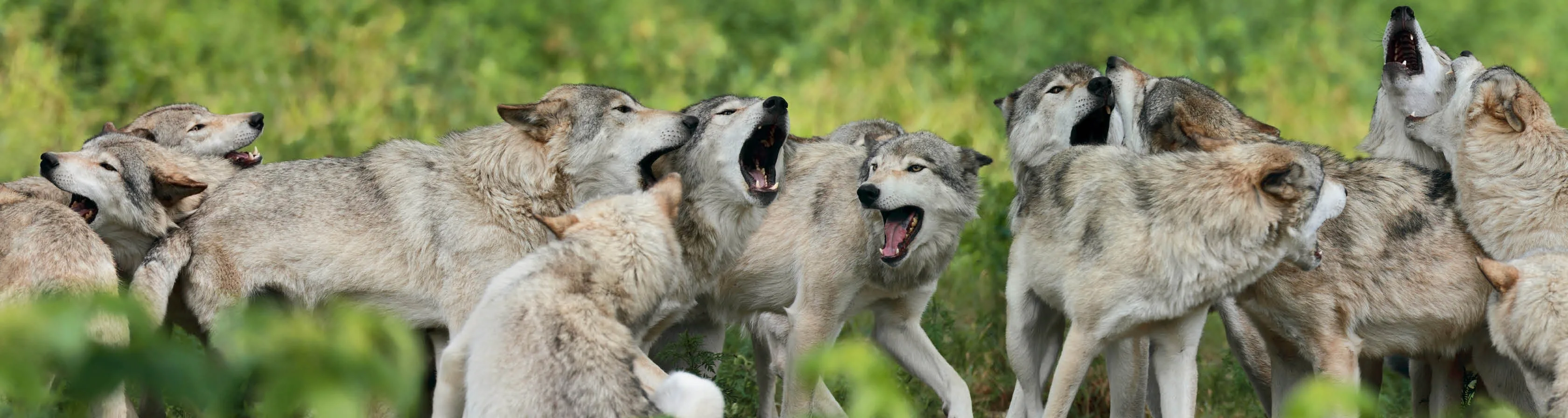 Living With Wolves