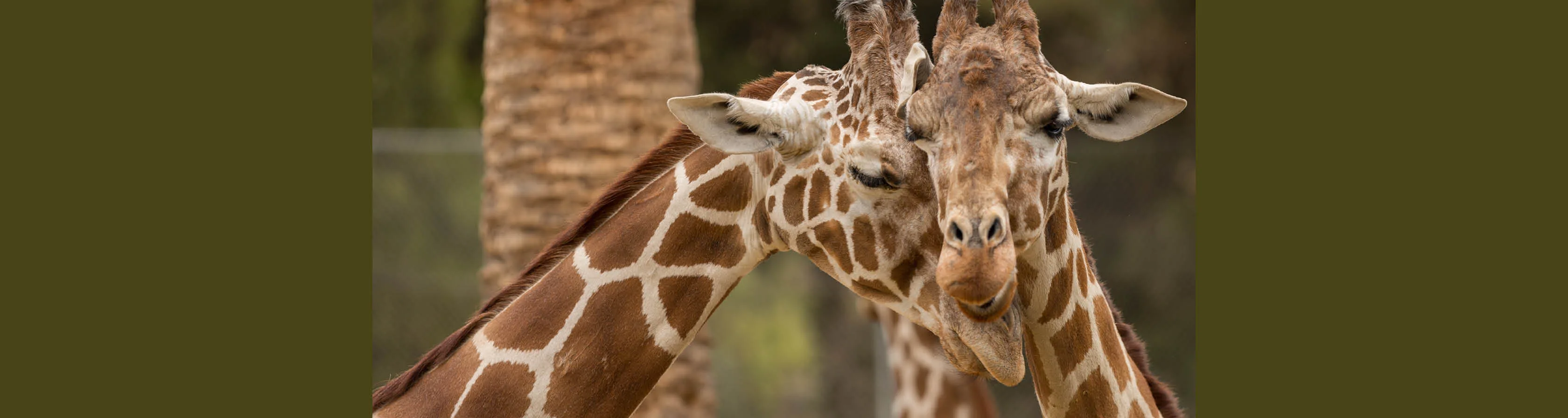 7 Things You've Always Wondered About Giraffes