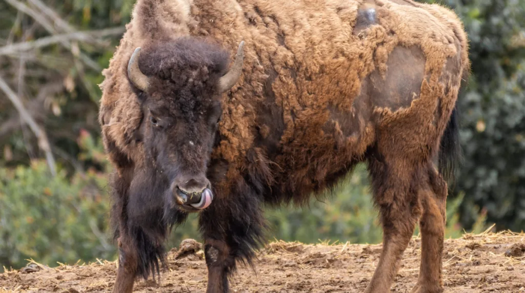 Bringing Bison Back - As Published in Piedmont Post October 30th Issue