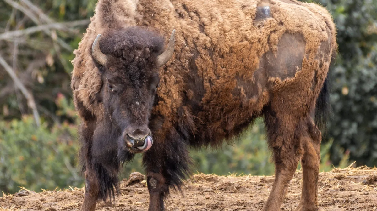 Bringing Bison Back - As Published in Piedmont Post October 30th Issue