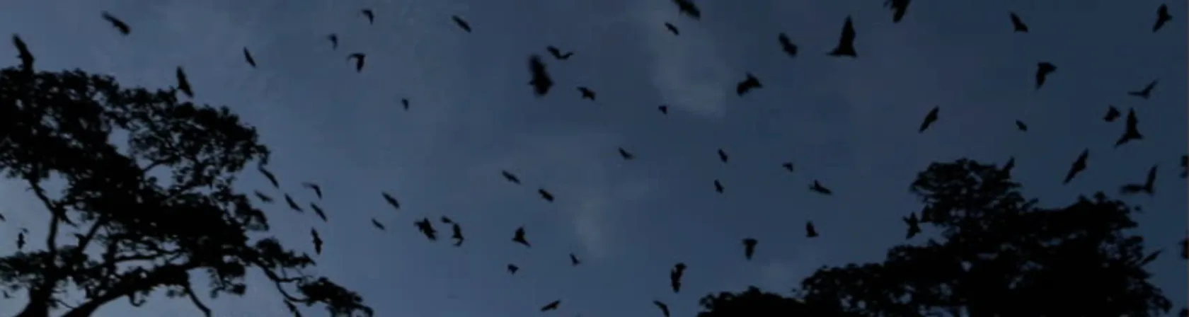 Our Bats Are Hungry For a Bite…of FRUIT!