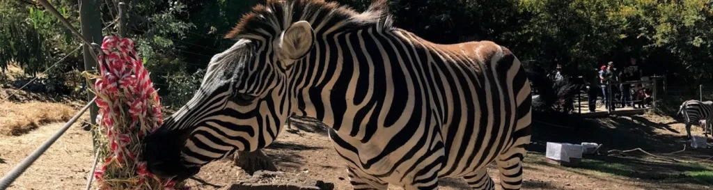 Jumoke Zebra