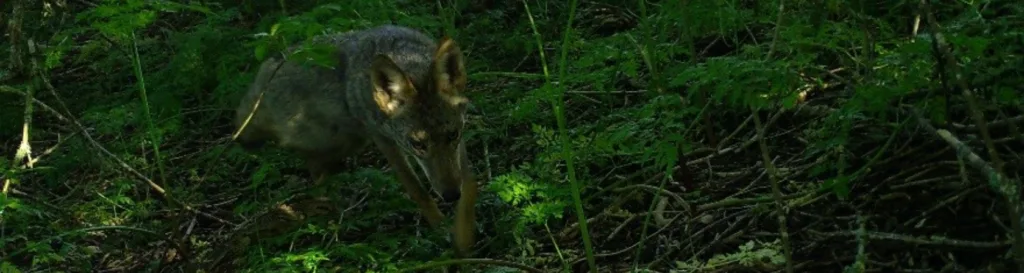 Wildlife’s Silver Lining