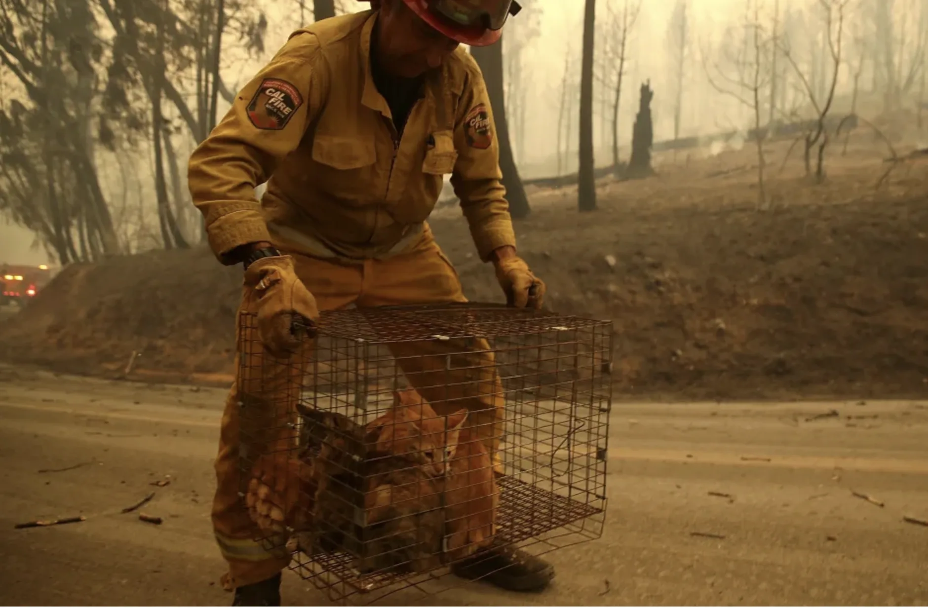 Taking Action For Wildlife During The California Wildfires