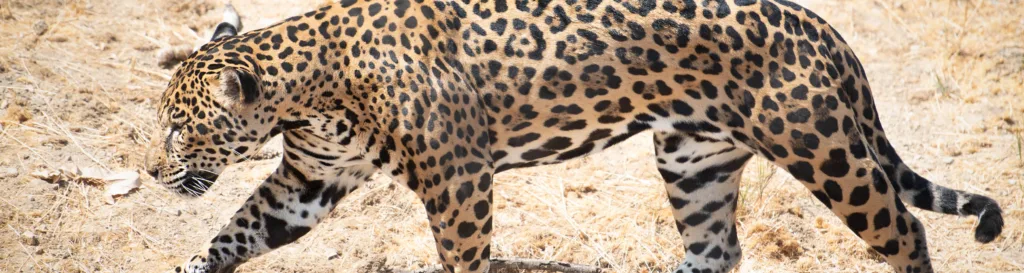 10 Fun Animal Facts for Latin Heritage Month