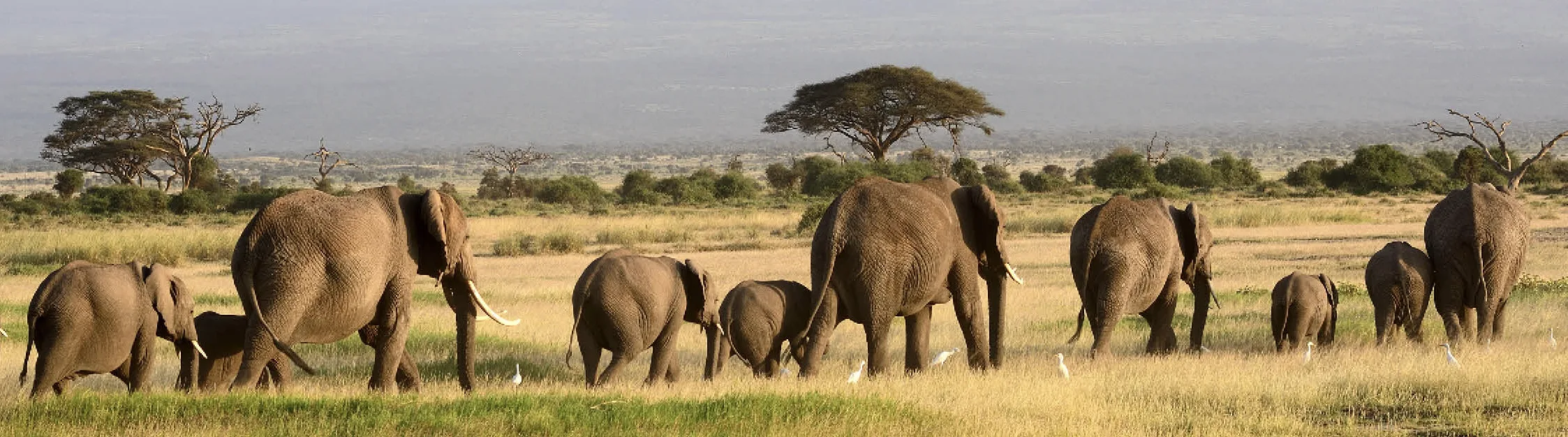Celebrating Elephants: Oakland Zoo and Amboseli