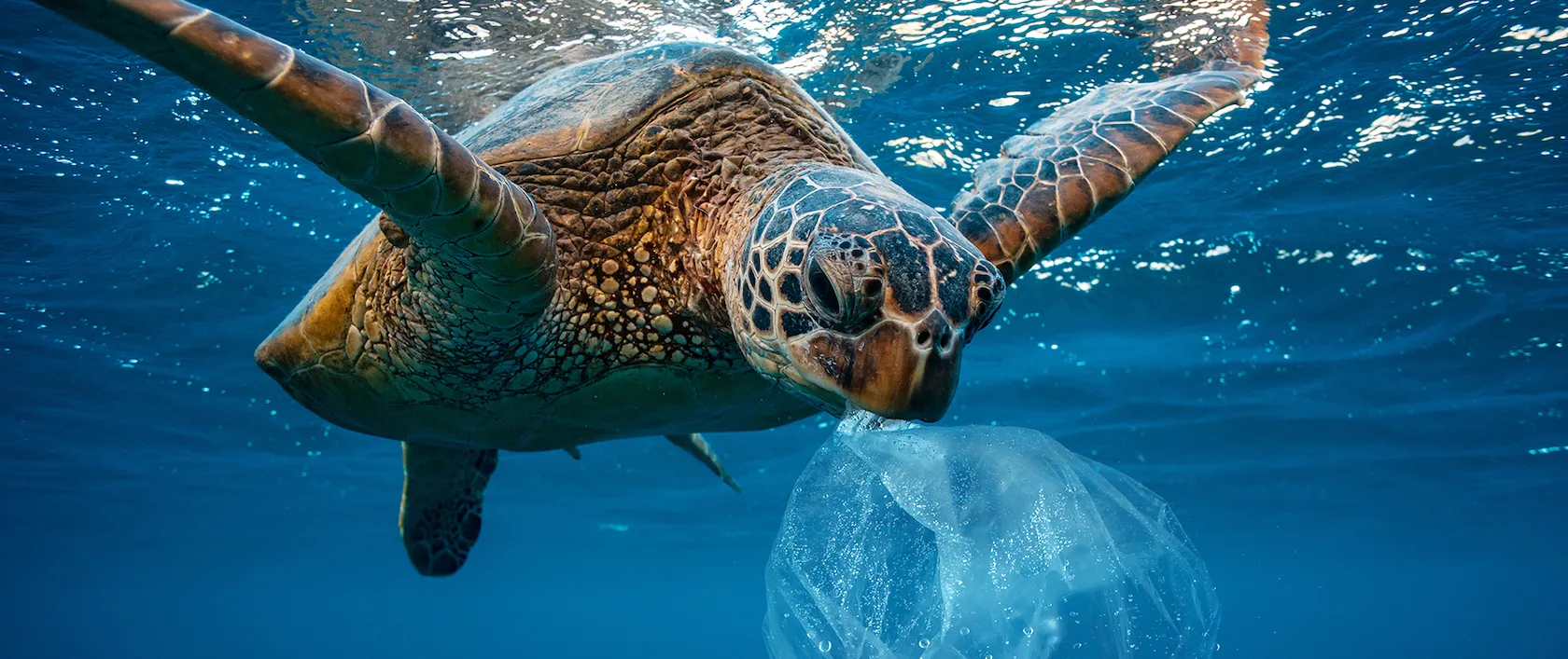 Save the Sea Turtles - Say NO to Plastic
