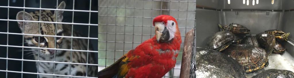 Illegal Wildlife Trade