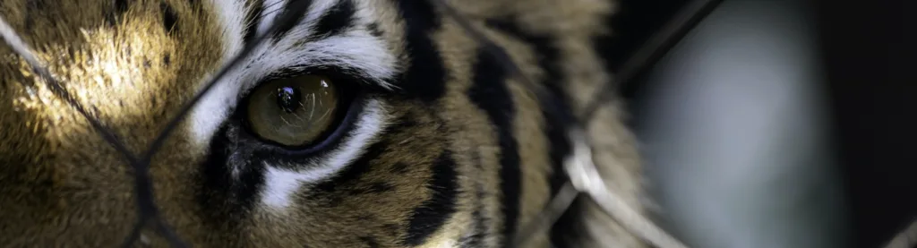 Netflix's "Tiger King" and the Mistreatment of Animals at Roadside Zoos