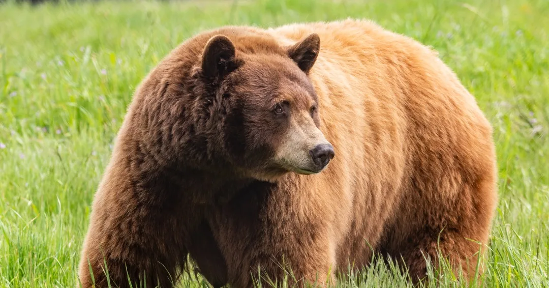 How to BEAR-ware in Black Bear Country