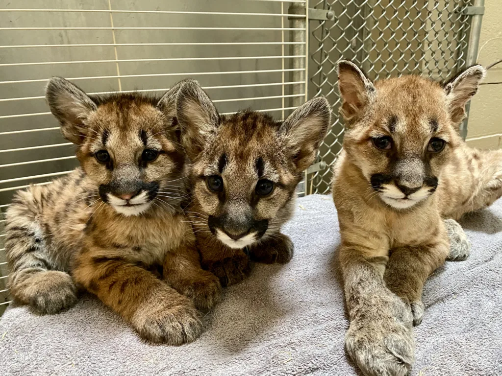 Rescued Mountain Lion Kitten Care