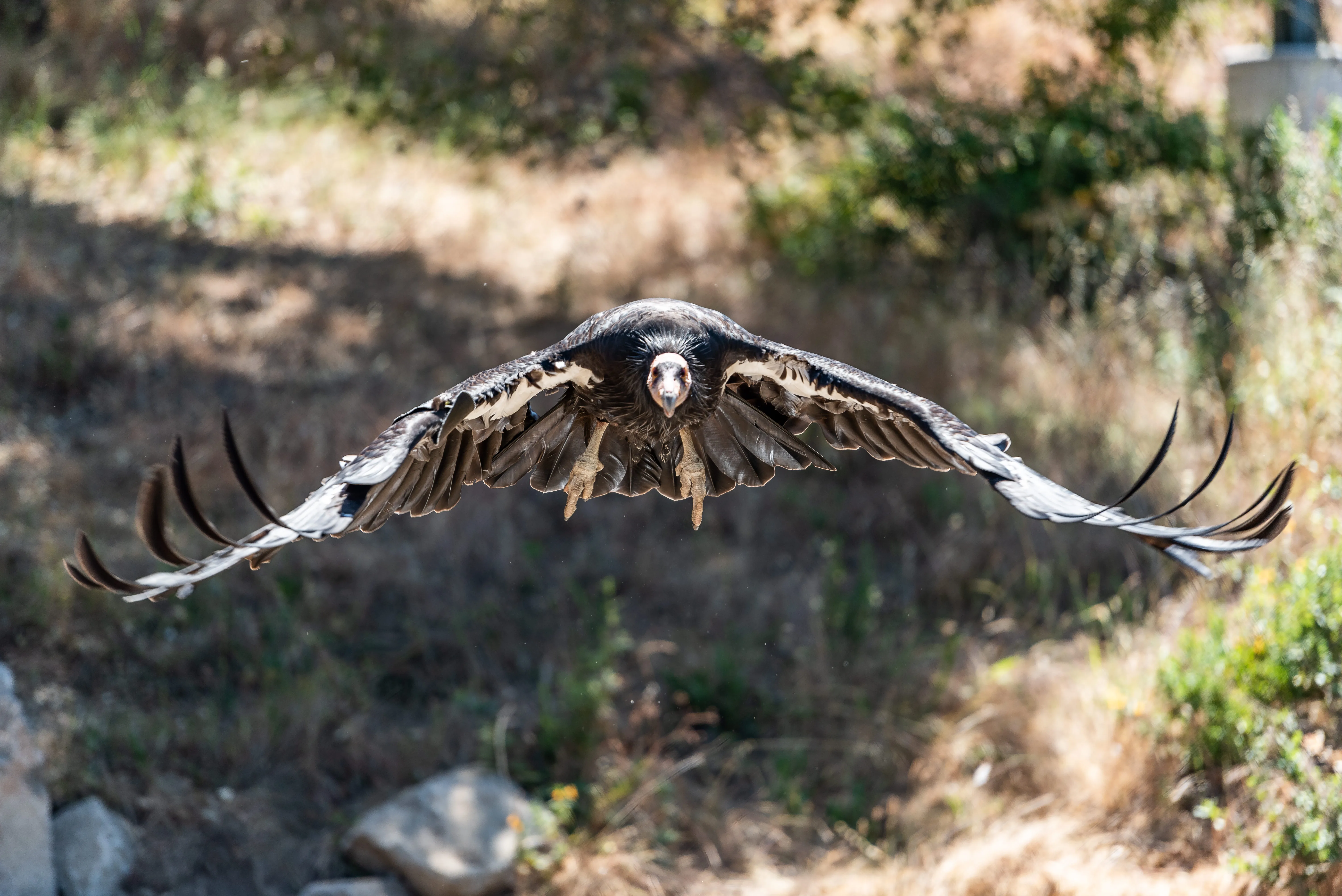 Happy 50th, Endangered Species Act!
