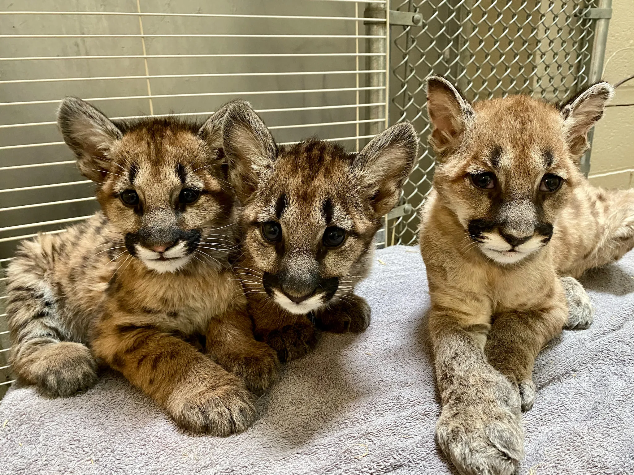 Where Are They Now? Mountain Lion Cub Rescues