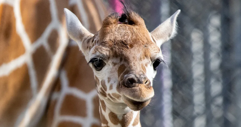 Welcome Baby Giraffe Kendi!
