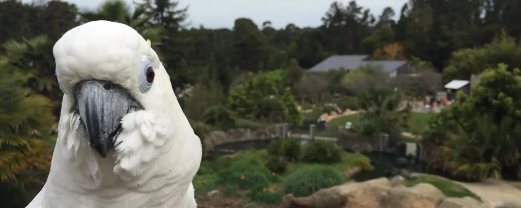 The Impact of Ambassador Animals: A Tribute to Jenny, The Sulphur-Crested Cockatoo