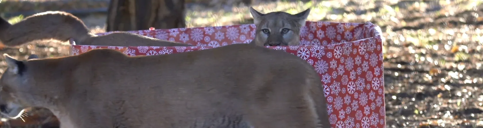 2023 Oakland Zoo Holiday Gift Guide