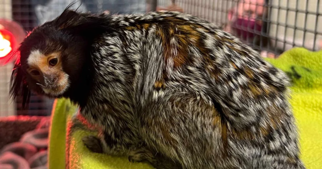 Oakland Zoo Provides Care for Seized Marmoset Monkey