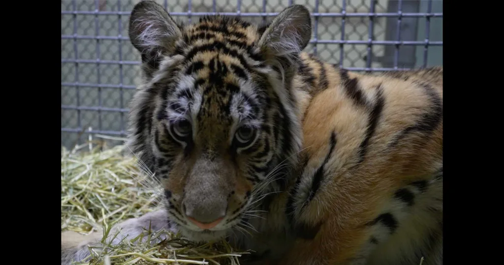 Confiscated Tiger Cub Brought to Oakland Zoo for Long-Term Rehabilitation and Care