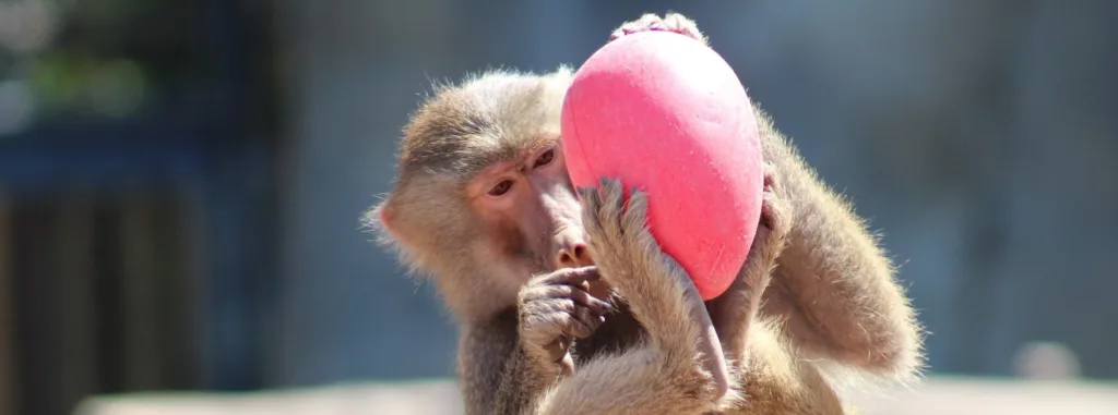 Easter Eggs of Oakland Zoo