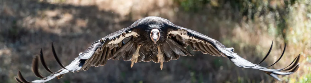 Vaccinating Condors Against HPAI