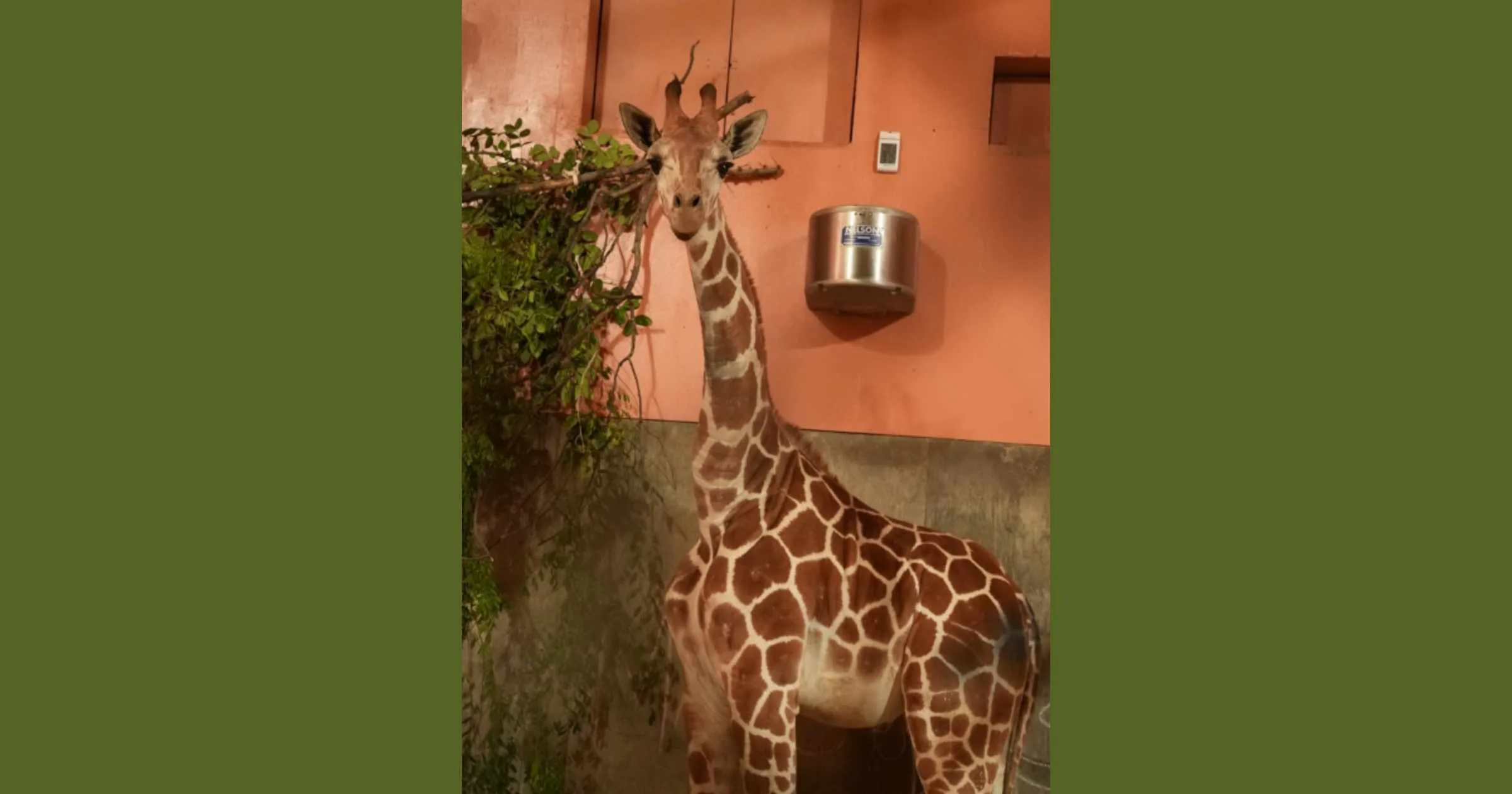 Oakland Zoo Reaches New Heights with Addition of 6th Giraffe