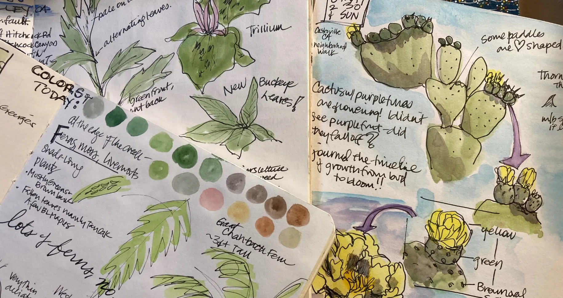Five for Five: Engaging the senses with Nature Journaling—Published in Piedmont Post