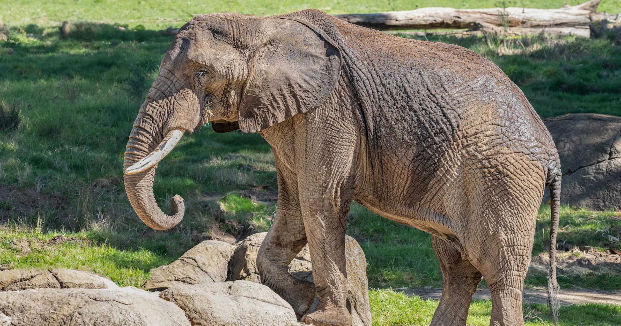Saying Farewell to Osh: Oakland Zoo Prepares for the Departure of Their Beloved Male African Elephant