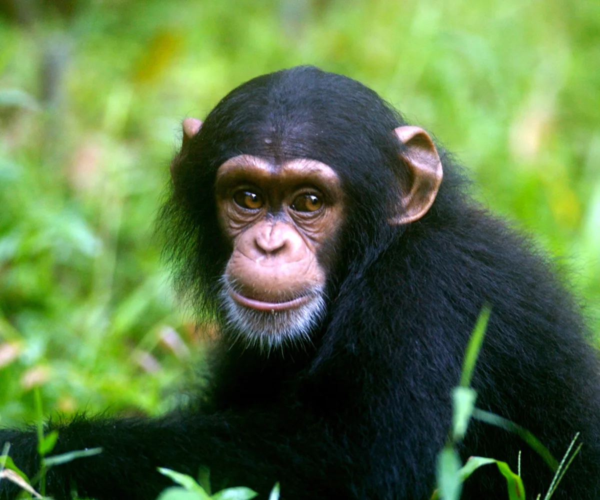 HBO Max's "Chimp Crazy" and the Need to END Private Ownership of Primates