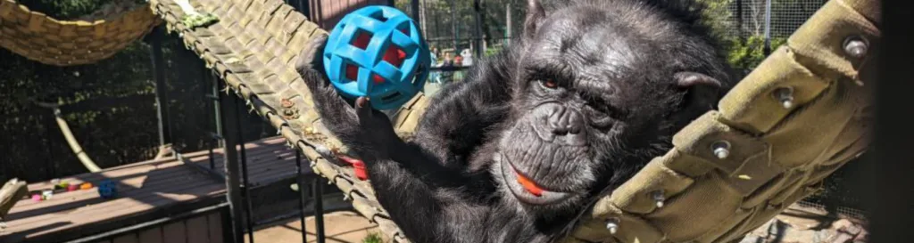 ‘Clever Kingdom’ - Published in Piedmont Post