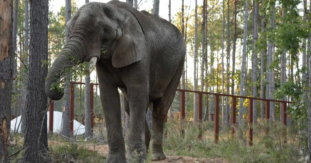 Oakland Zoo's Last African Male Elephant, Osh, Moves to New Home at The Elephant Sanctuary in Tennessee