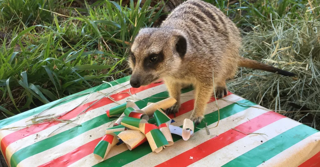 Holiday Gift Guide 2024