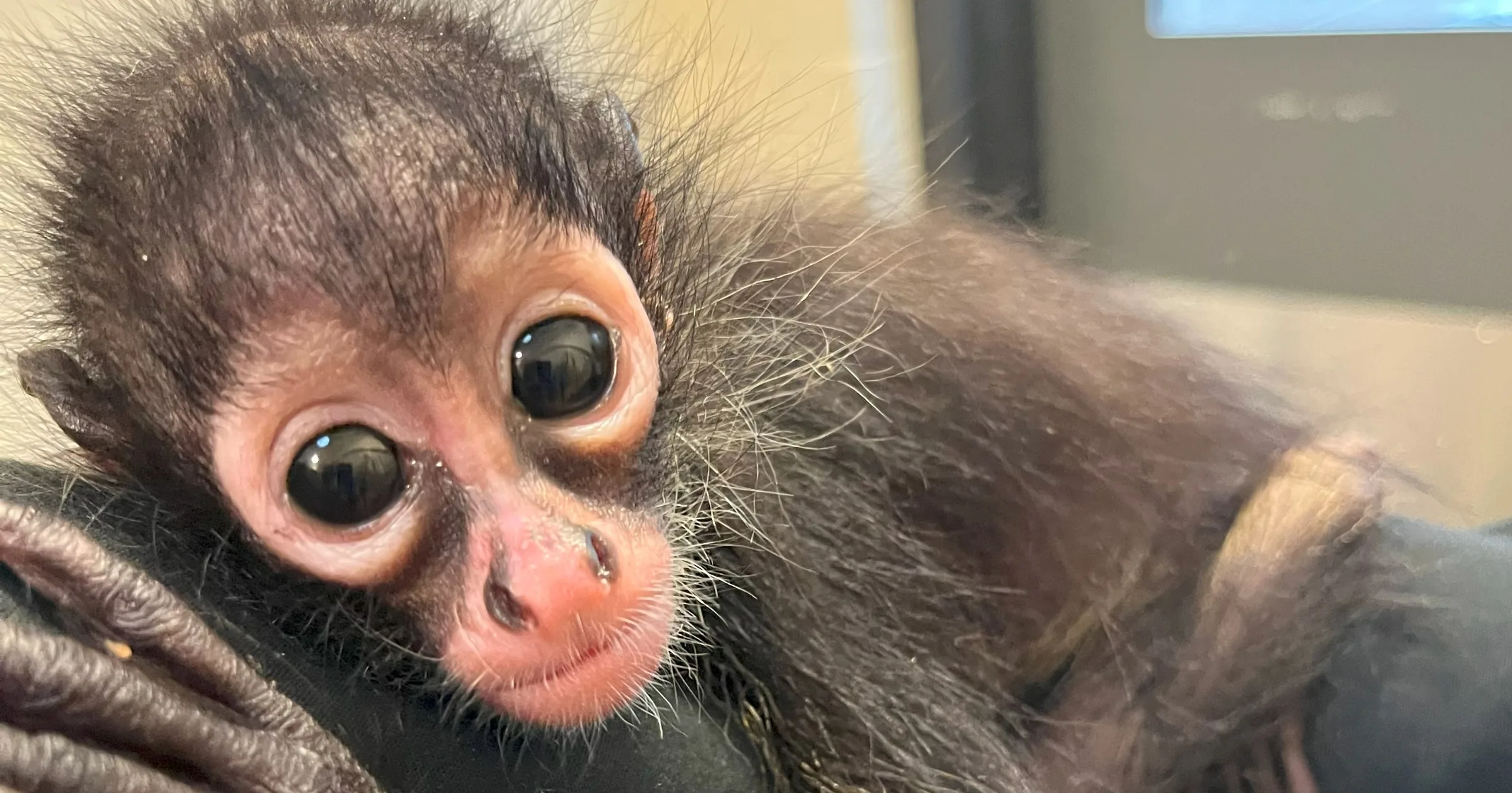Update on Oakland Zoo’s Recent Spider Monkey Rescue