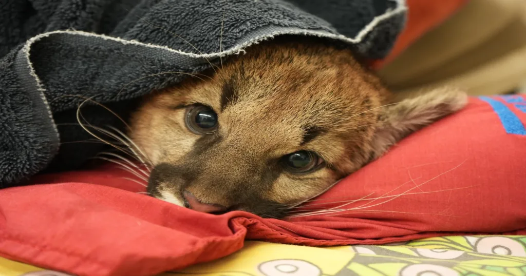 Oakland Zoo Helps Rescue Orphan Mountain Lion Cubs with Help From CDFW and Midpeninsula Open Space District