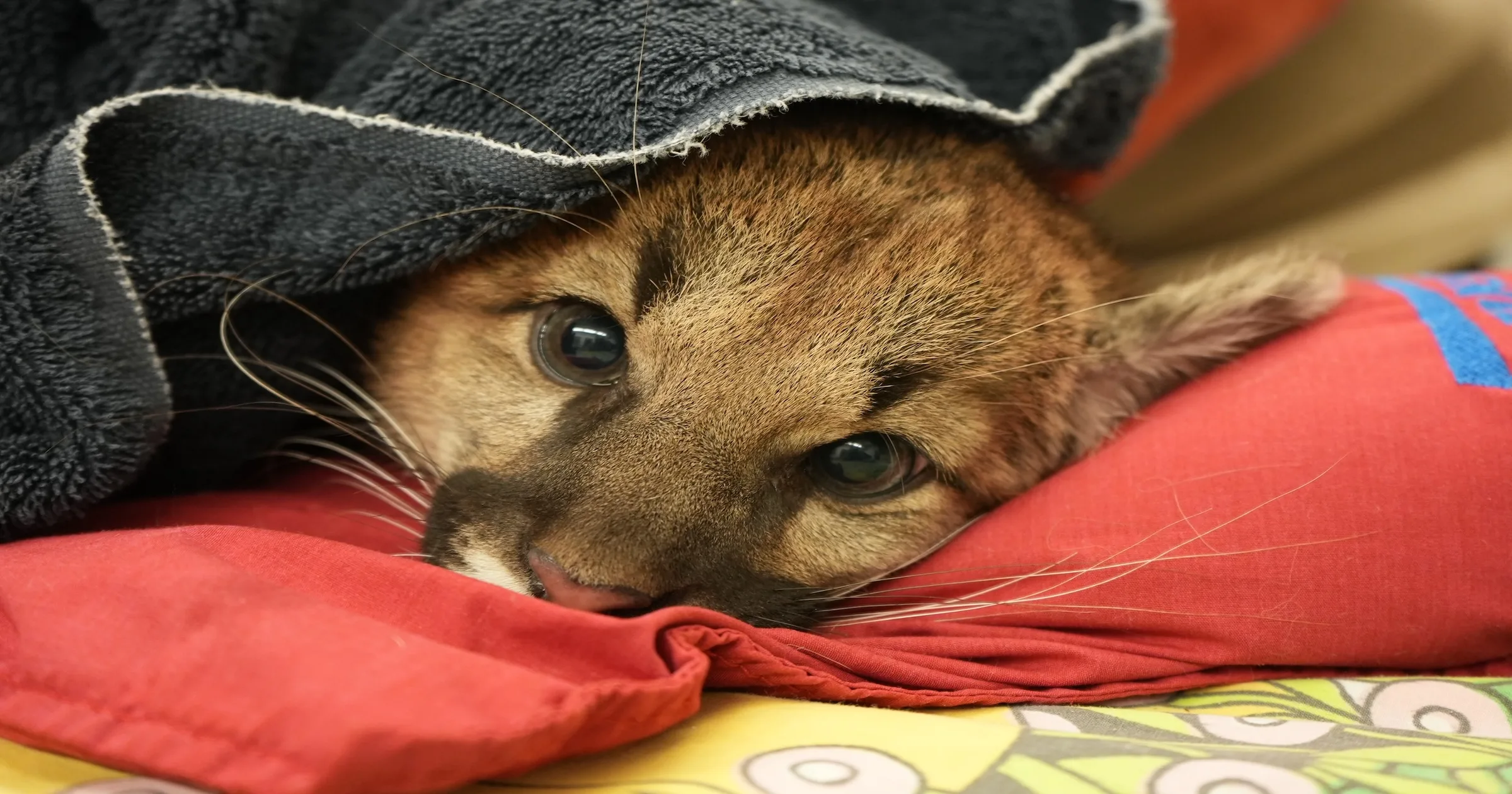 Oakland Zoo Helps Rescue Orphan Mountain Lion Cubs with Help From CDFW and Midpeninsula Open Space District