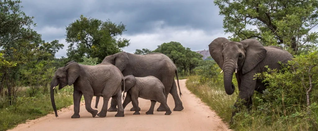 Oakland Zoo's Conservation Strategic Plan