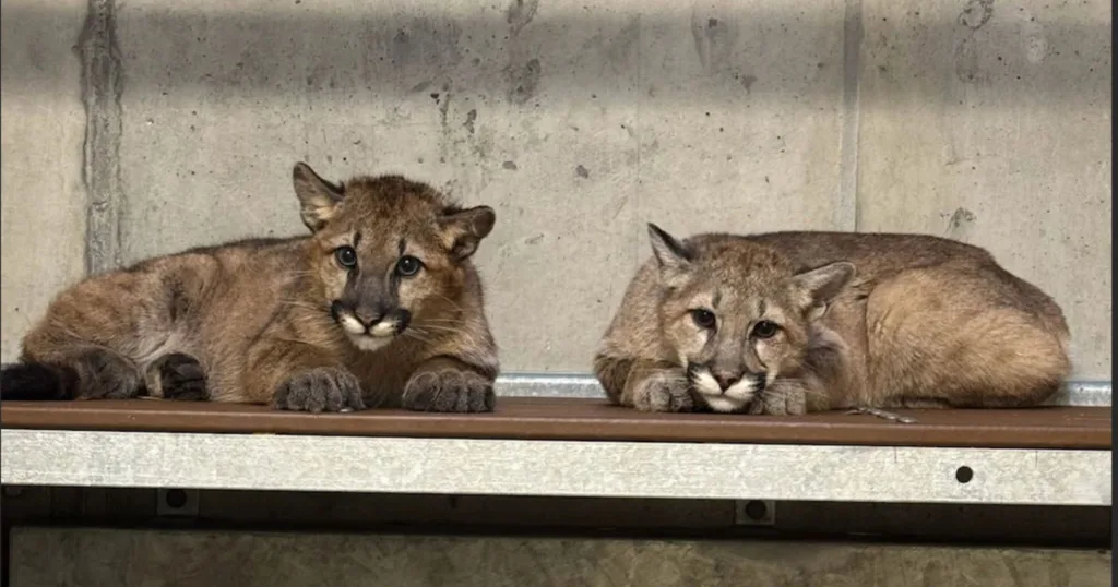 Oakland Zoo's Mountain Lion Rescue, Spruce, Finds a Forever Home at Birmingham Zoo with New Companion, Juniper