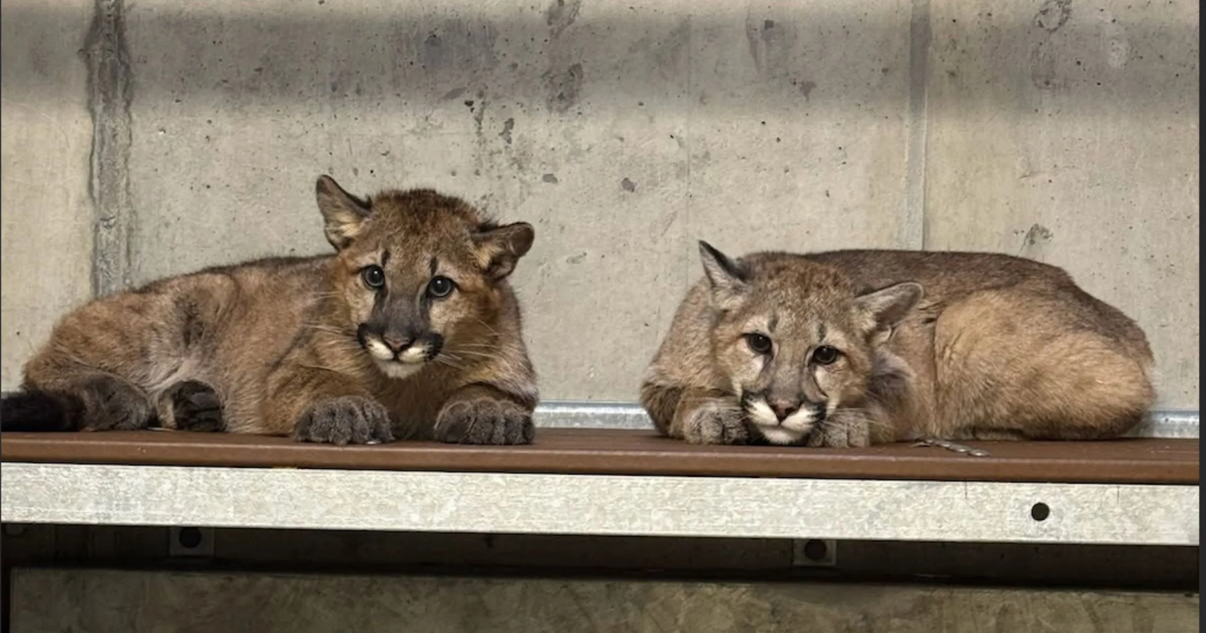 Oakland Zoo's Mountain Lion Rescue, Spruce, Finds a Forever Home at Birmingham Zoo with New Companion, Juniper