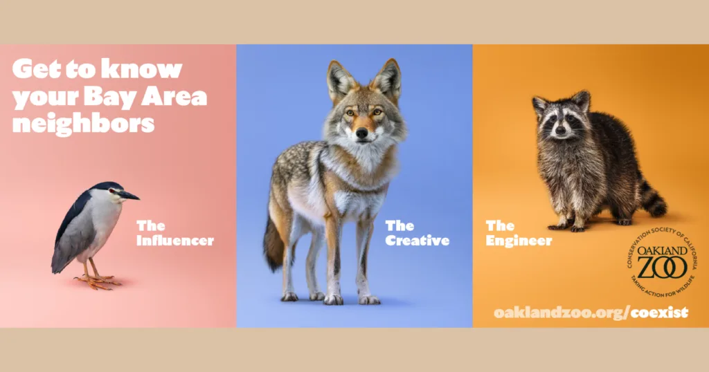 Oakland Zoo Promotes Coexistence with Wildlife Through ‘Get to Know Your Bay Area Neighbors’ Awareness Campaign