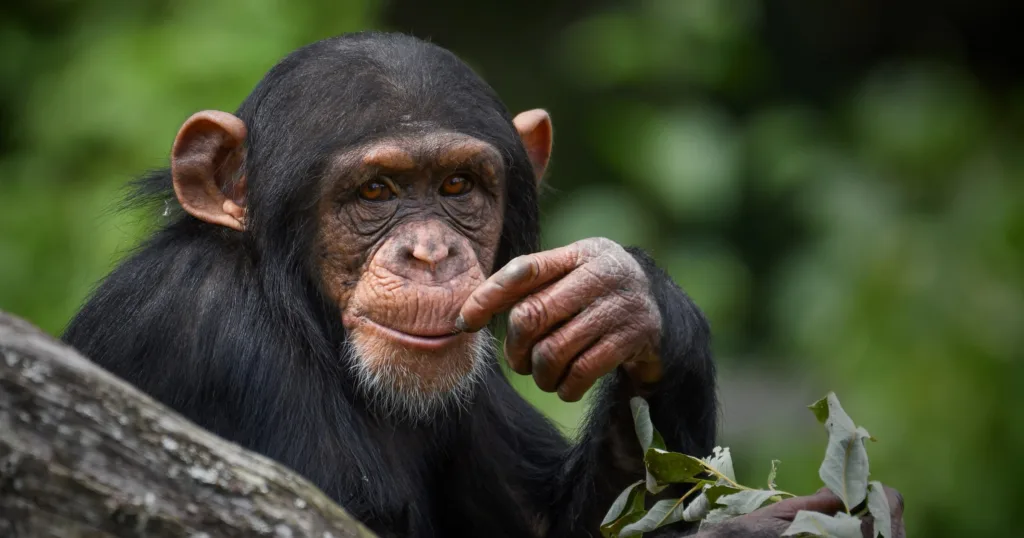 Time to Join Us in Taking Action for Wildife! Captive Primate Safety Act Has Been Reintroduced