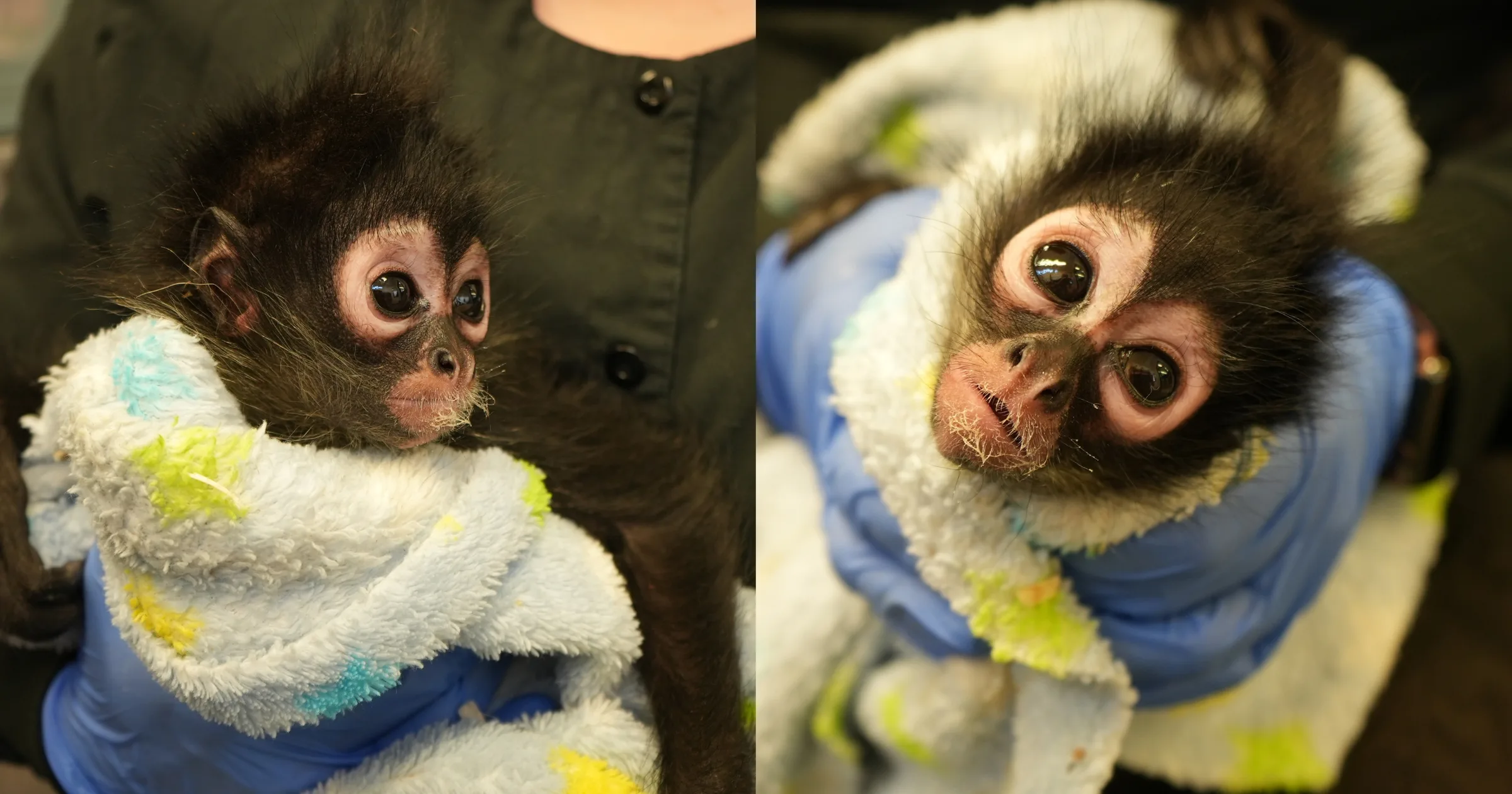 Oakland Zoo Helps Rescue Endangered Spider Monkey, Violeta, Surrendered During Search Warrant in Vallejo, California