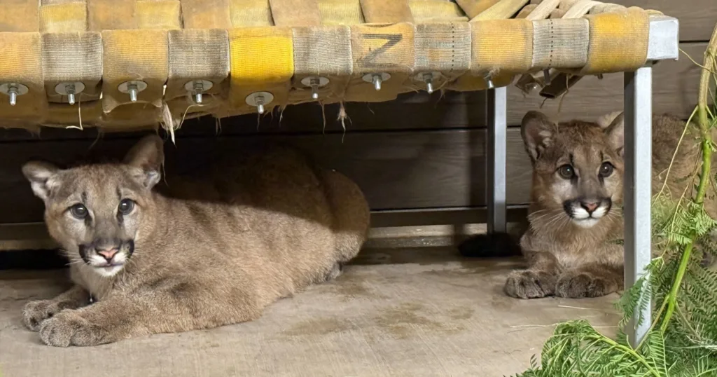 Oakland Zoo’s Last Cubs of the Remaining Mountain Lion Rescue Trio, Fern and Thistle, Head to New Home at the Phoenix Zoo