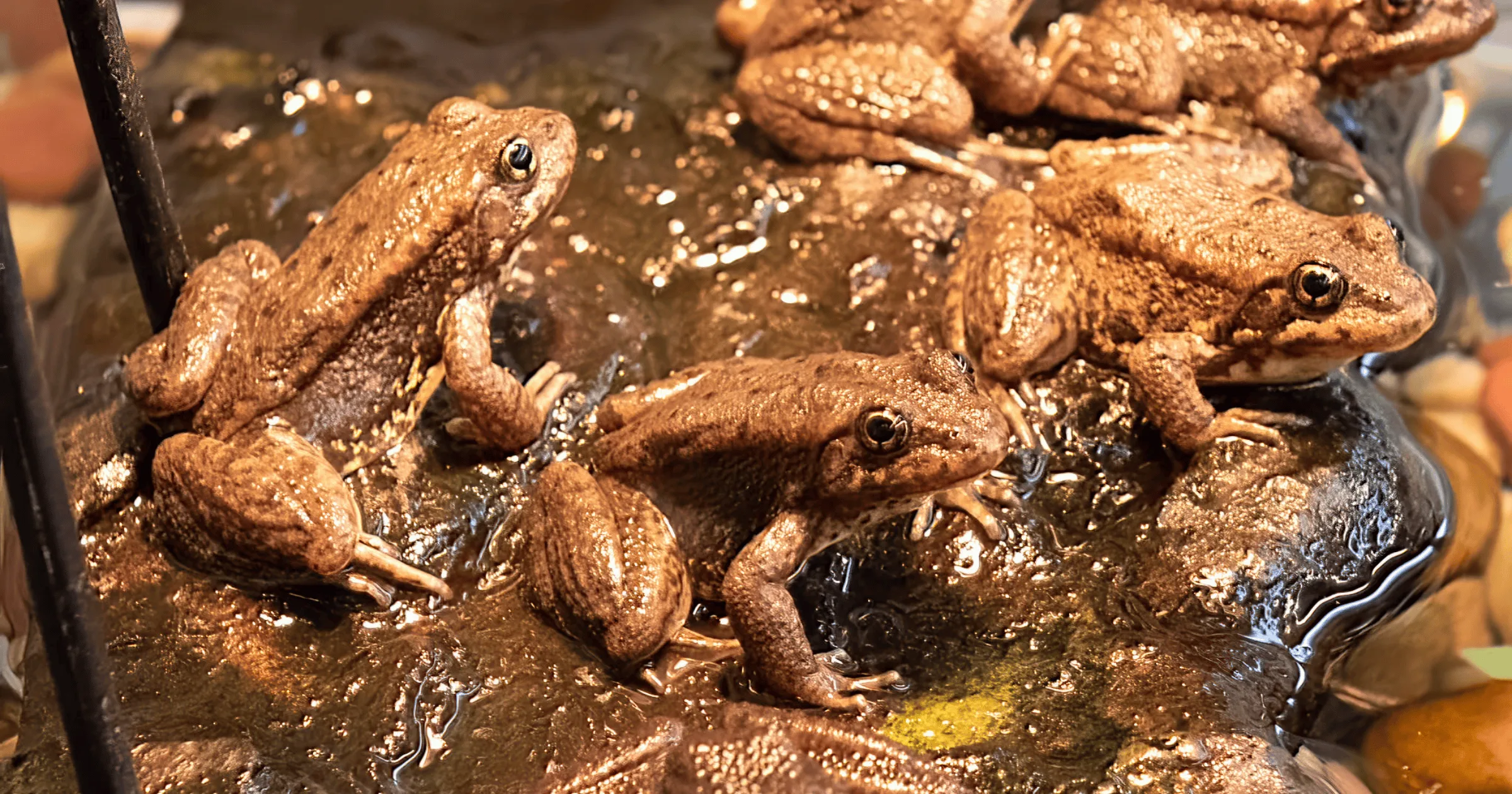 Oakland Zoo Releases 1,000th Frog as Part of Critical Effort to Combat Deadly Disease