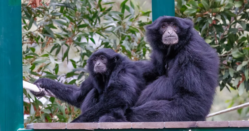 Building Companionship: Female Siamang Sid Welcomes Sister Raya to Her New Home at Oakland Zoo