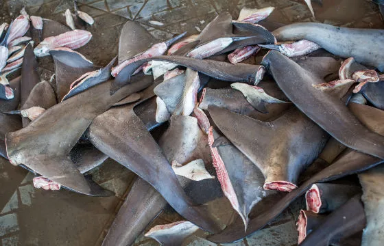 605e24a84a9d9861a214a457 inset shark fins