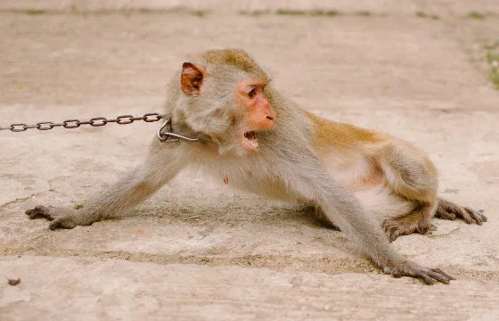 605e70457a71c74b87effef6 inset monkey with chain