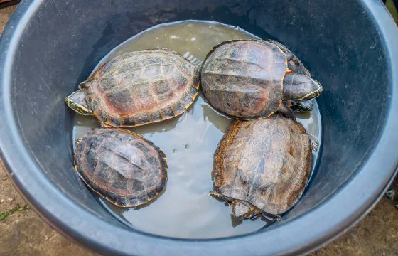 605e735c343bd7165c542a94 inset turtles