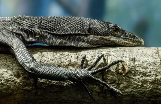 605e786b7291140a502ff5ff inset reptile