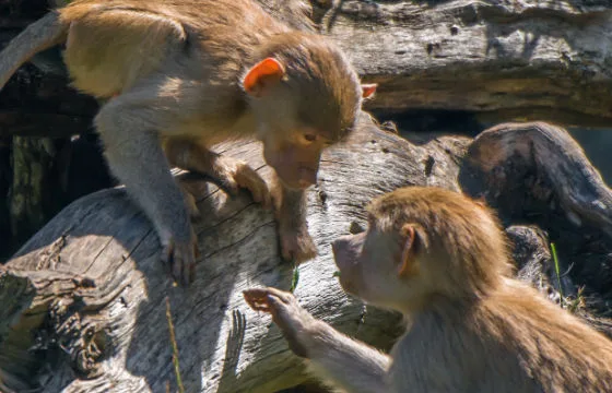 60ce3820681c89b61deb21b4 inset monkey habitat 2