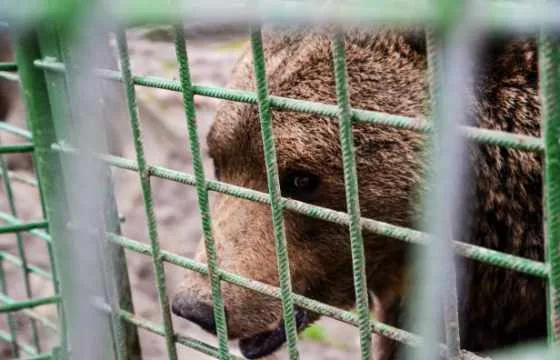 60ce744a246a38b1ecdd7675 inset animal welfare 2 2