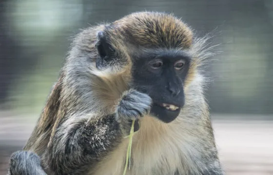 60d148052c58d523df64248d inset vervet monkey